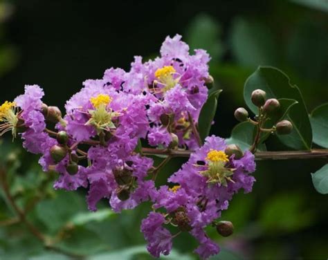 紫薇花種植|【紫薇種植】紫薇種植｜一次搞懂！種植、照顧、開花時間全攻略 